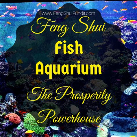 9 fish|How Many Fish in Aquarium According to Feng Shui for Harmony .